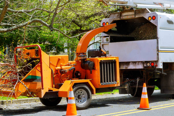 Seasonal Cleanup (Spring/Fall) in Harriman, TN